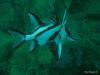 Click to view long-nosed-boarfish_t1.jpg