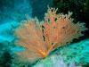 Click to view orange-gorgonian_t1.jpg