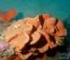 Click to view orange-sponge_t1.jpg