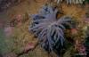 Click to view sthern-blue-coral_t1.jpg