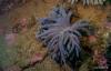 sthern-blue-coral_t1.jpg