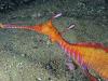 Click to view bare-island-ir-sea-dragon_t1.jpg