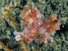 Click to view bare-island-ir1-opera_t1.jpg