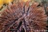 Click to view featherstar_t1.jpg
