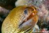 Click to view green-moray_t1.jpg
