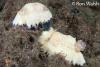 Click to view purple-dotted-chromodoris-2_t1.jpg