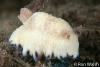 Click to view purple-dotted-chromodoris_t1.jpg