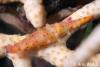 Click to view spindle-cowrie-1_t1.jpg