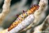Click to view spindle-cowrie-2_t1.jpg