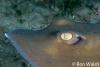 Click to view stingaree-eye_t1.jpg