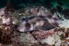 Click to view crested-horn-shark_t1.jpg