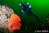 Click to view donna-and-orange-fan-sponge-2_t1.jpg