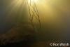 Click to view sunbeams_t1.jpg