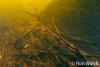 Click to view tree-branches-2_t1.jpg