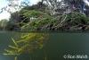 Click to view tree-branches_t1.jpg