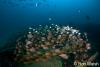 Click to view fish-on-the-ribs_t1.jpg