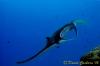 Click to view palau_2_20141029_t1.jpg