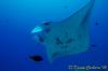 Click to view palau_3_20141029_t1.jpg