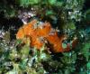 Click to view nth-sol-anglerfish_t1.jpg