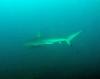 Click to view nth-sol-bronze-whaler_t1.jpg