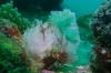 Click to view nth-sol-leaffish_t1.jpg