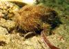 Click to view angler_5_t1.jpg