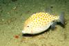 Click to view mosaic_leatherjacket_t1.jpg