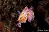 Click to view ceratosoma_amoenum_t1.jpg