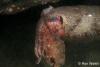 Click to view cuttlefish_t1.jpg