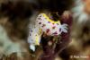 Click to view goniobranchus_splendida_t1.jpg