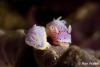 Click to view goniobranchus_woodwardae_t1.jpg