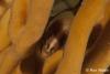 Click to view green_moray_t1.jpg