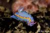 Click to view hypselodoris_bennetti_t1.jpg