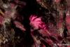Click to view okenia_atkinsonorum_t1.jpg