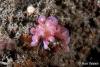 Click to view phyllodesmium_poindemiei_t1.jpg