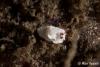 Click to view unknown_nudibranch_t1.jpg