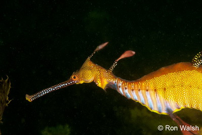 weedy_seadragon.jpg