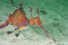 Click to view 1_weedy_seadragon_t1.jpg