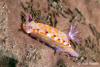 Click to view 3_sweet_ceratosoma_nudibranch_t1.jpg