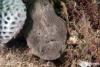 Click to view 4_grey_red_fingered_anglerfish_t1.jpg