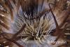 Click to view shiprockanemone_t1.jpg