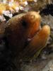 Click to view morayeel_t1.jpg