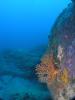 Click to view underwatergorgonia1_t1.jpg