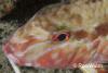 Click to view bartailgoatfish_t1.jpg