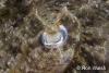 Click to view cuttlefisheye_t1.jpg