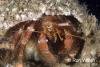 Click to view hermitcrab_t1.jpg