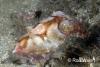 Click to view babycuttlefish_t1.jpg