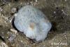 Click to view dumpling-squid_t1.jpg