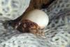 Click to view hermitcrab_t1.jpg