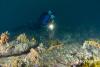 Click to view donna-sponge-garden_t1.jpg